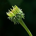 Echinacea