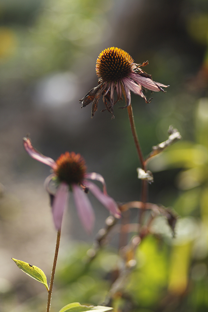 Echinacea