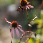 Echinacea