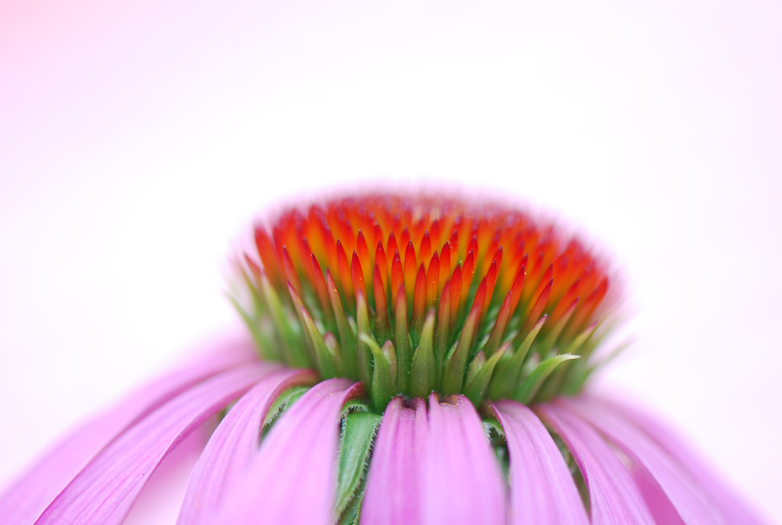 Echinacea