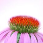 Echinacea