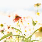 Echinacea