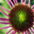 Echinacea