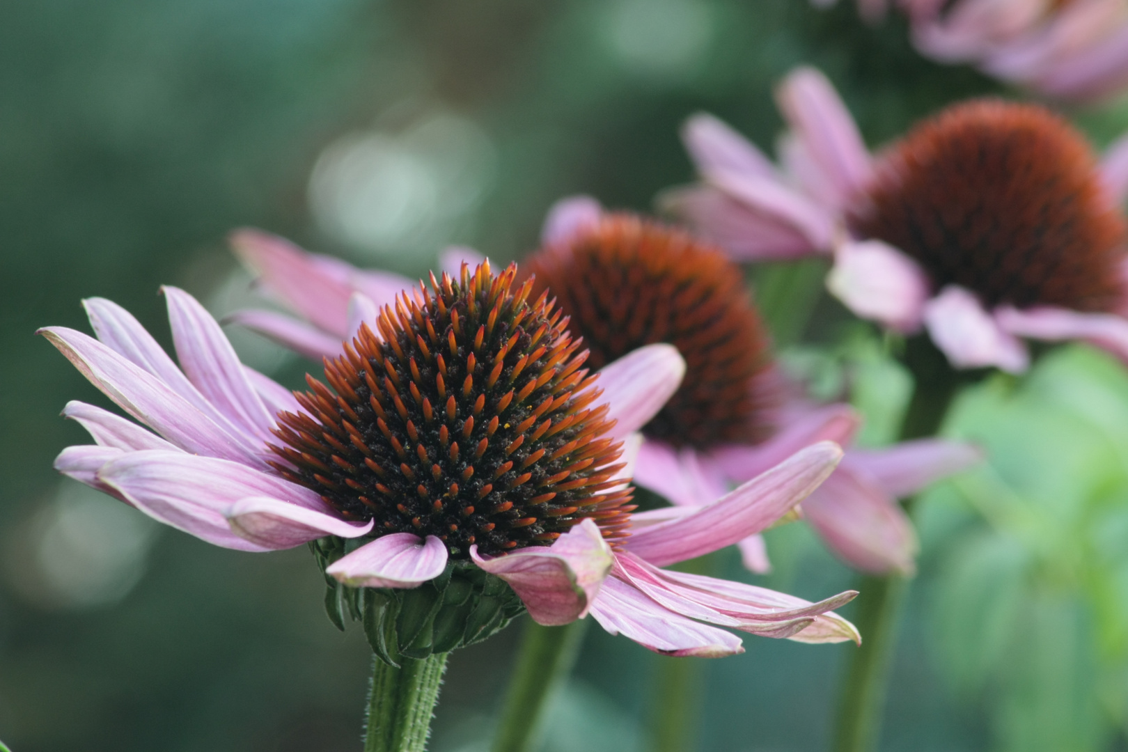 Echinacea