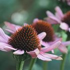 Echinacea