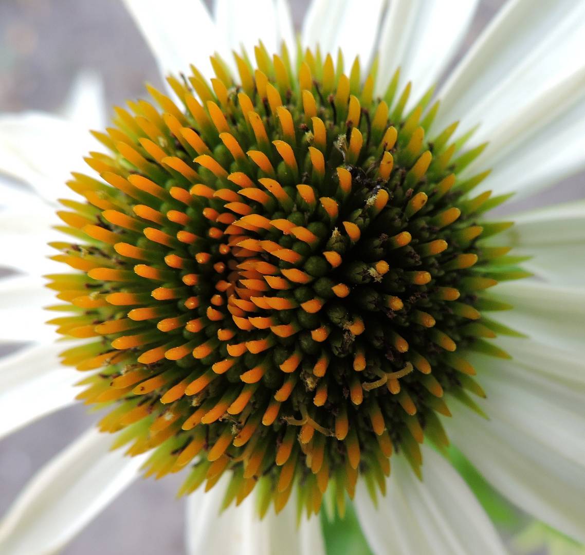 Echinacea