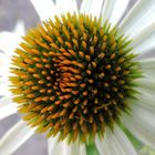 Echinacea