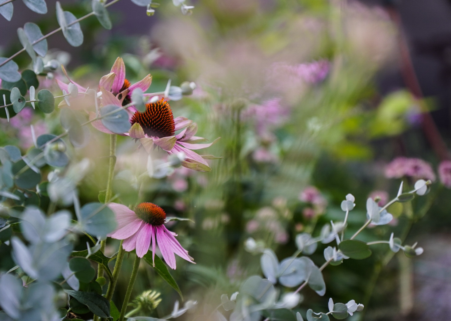 Echinacea 