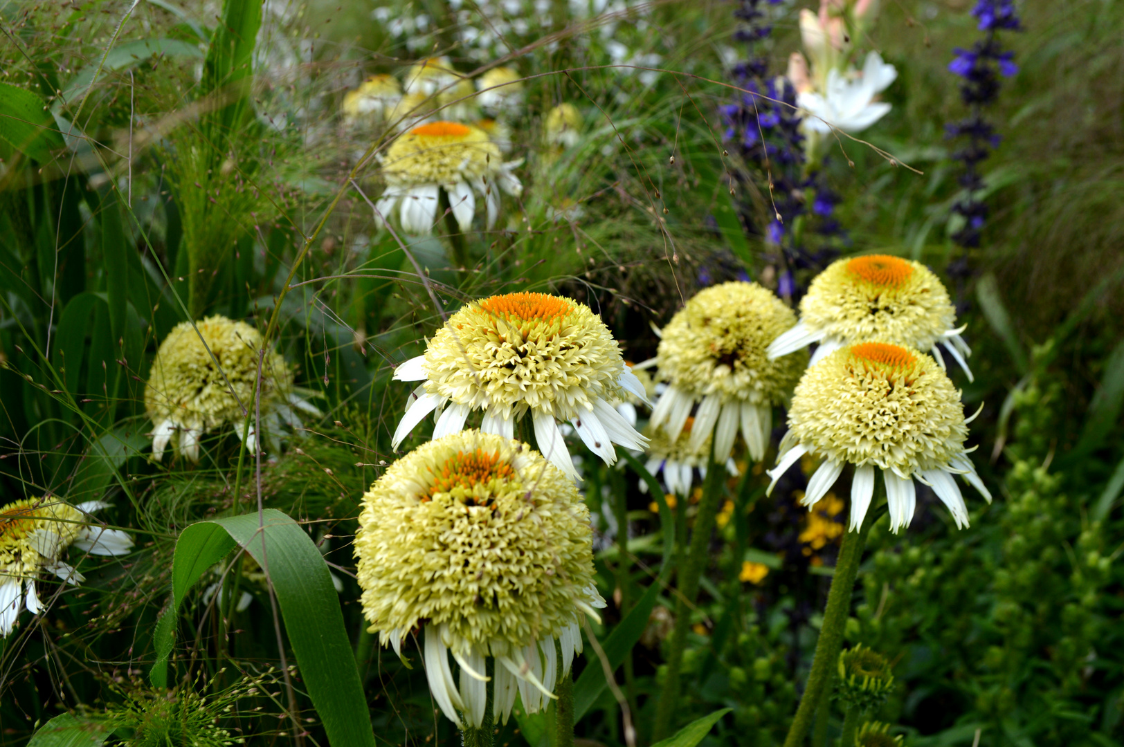 Echinacea