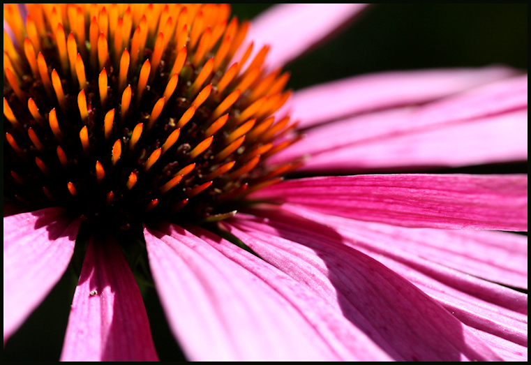 Echinacea