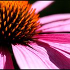 Echinacea