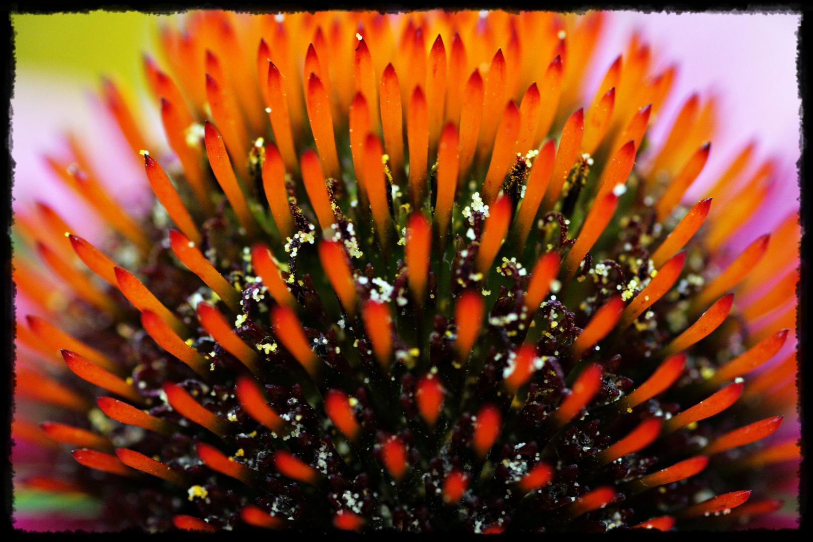 Echinacea