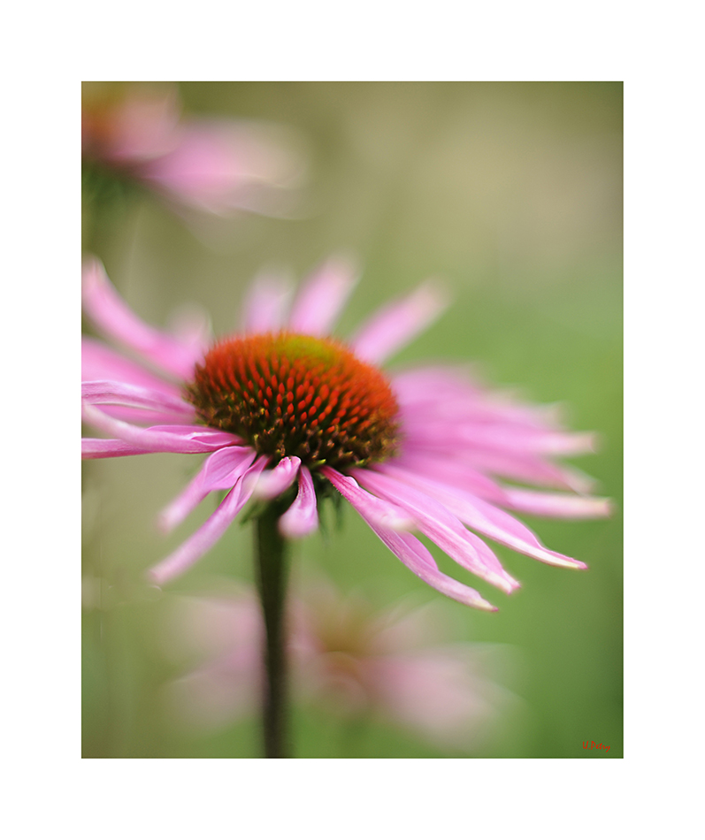 Echinacea...