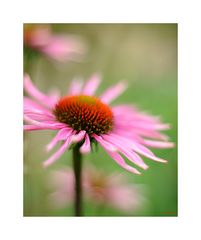 Echinacea...