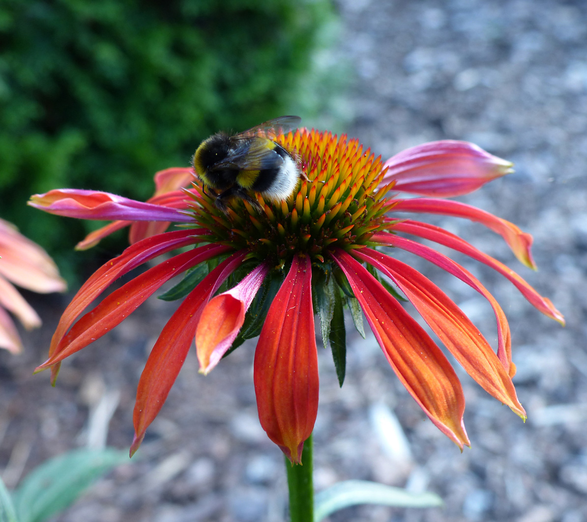 Echinacea