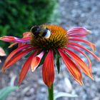 Echinacea