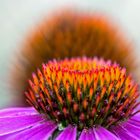 Echinacea