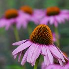 Echinacea