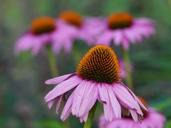 Echinacea