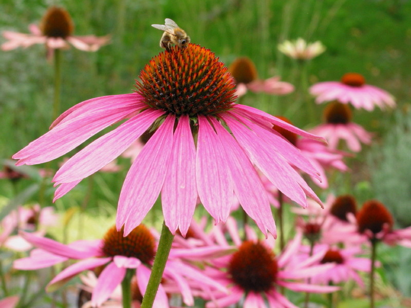 Echinacea