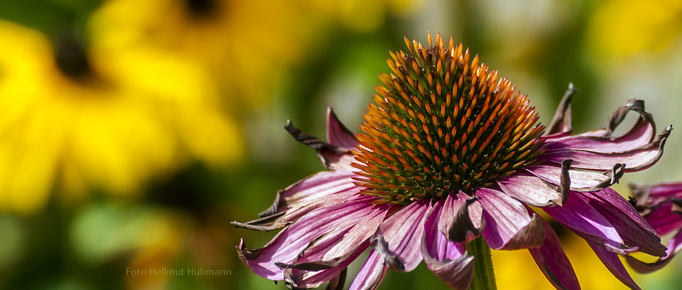 ECHINACEA Foto & Bild natur, pflanzen, pflanze Bilder auf