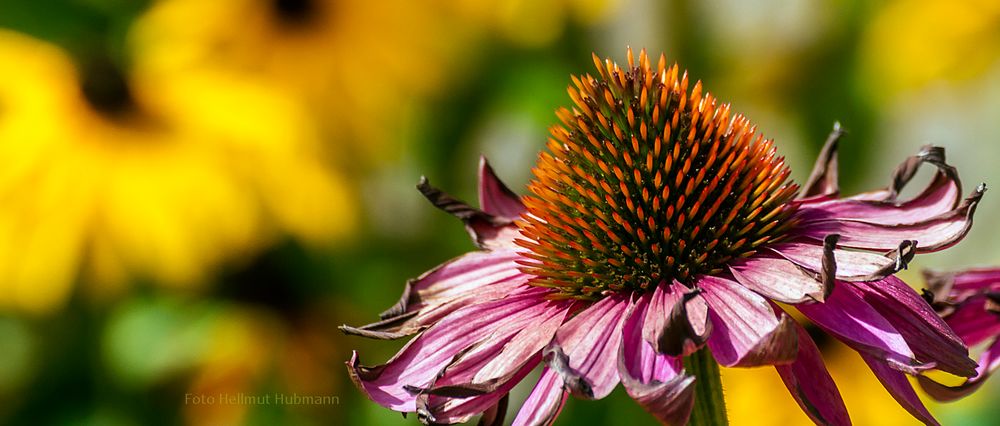 ECHINACEA