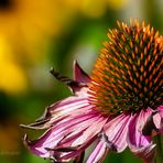 ECHINACEA