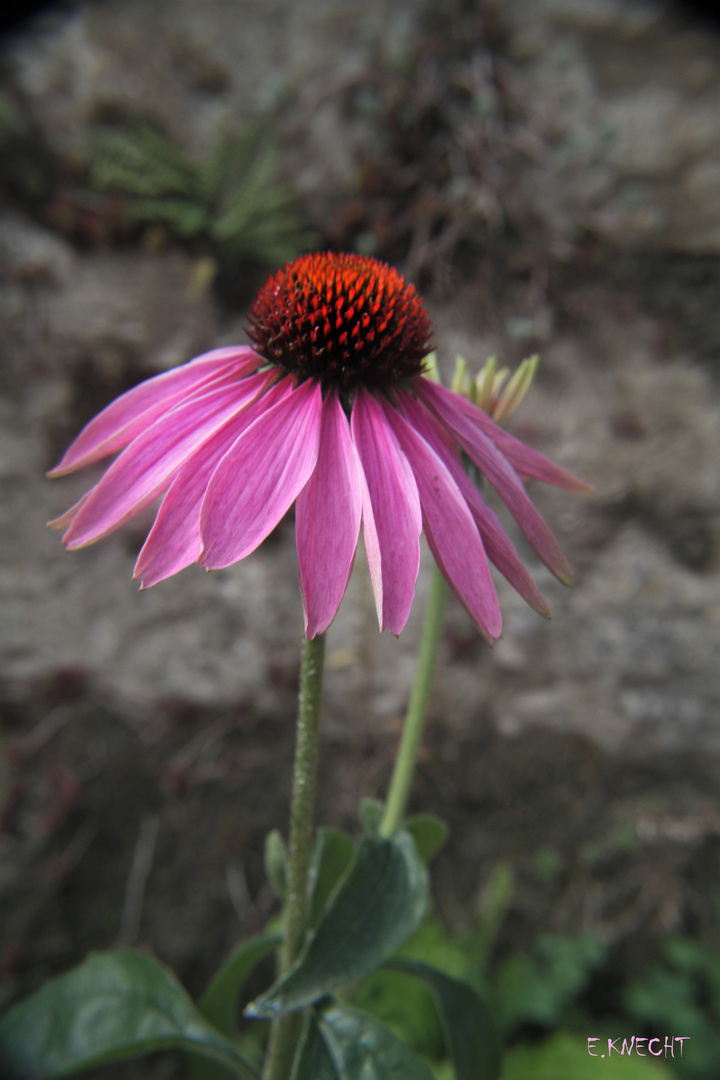 Echinacea