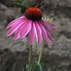 Echinacea