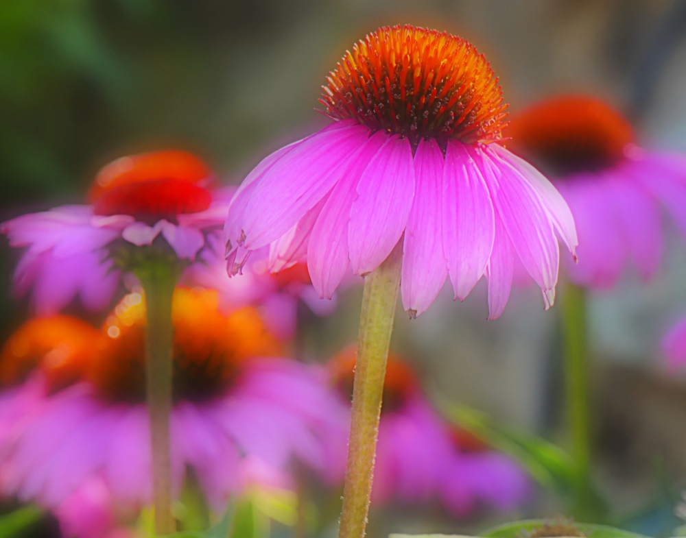 Echinacea