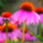 Echinacea