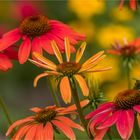 Echinacea 