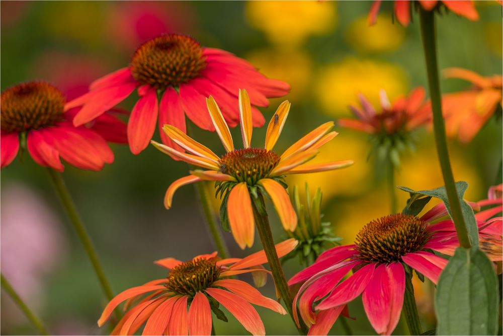 Echinacea 