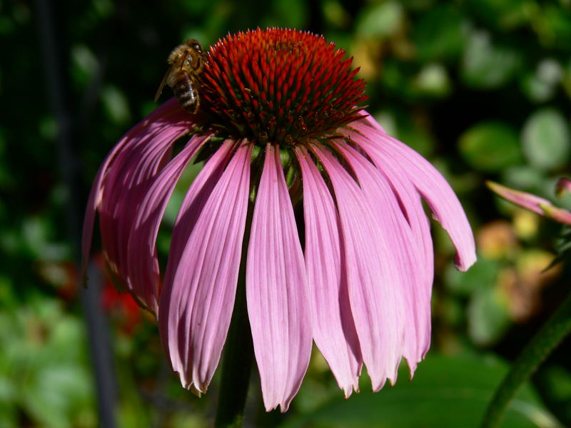 echinacea