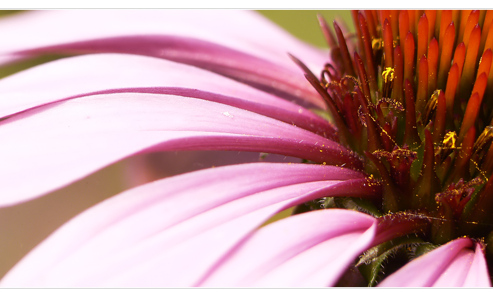 Echinacea