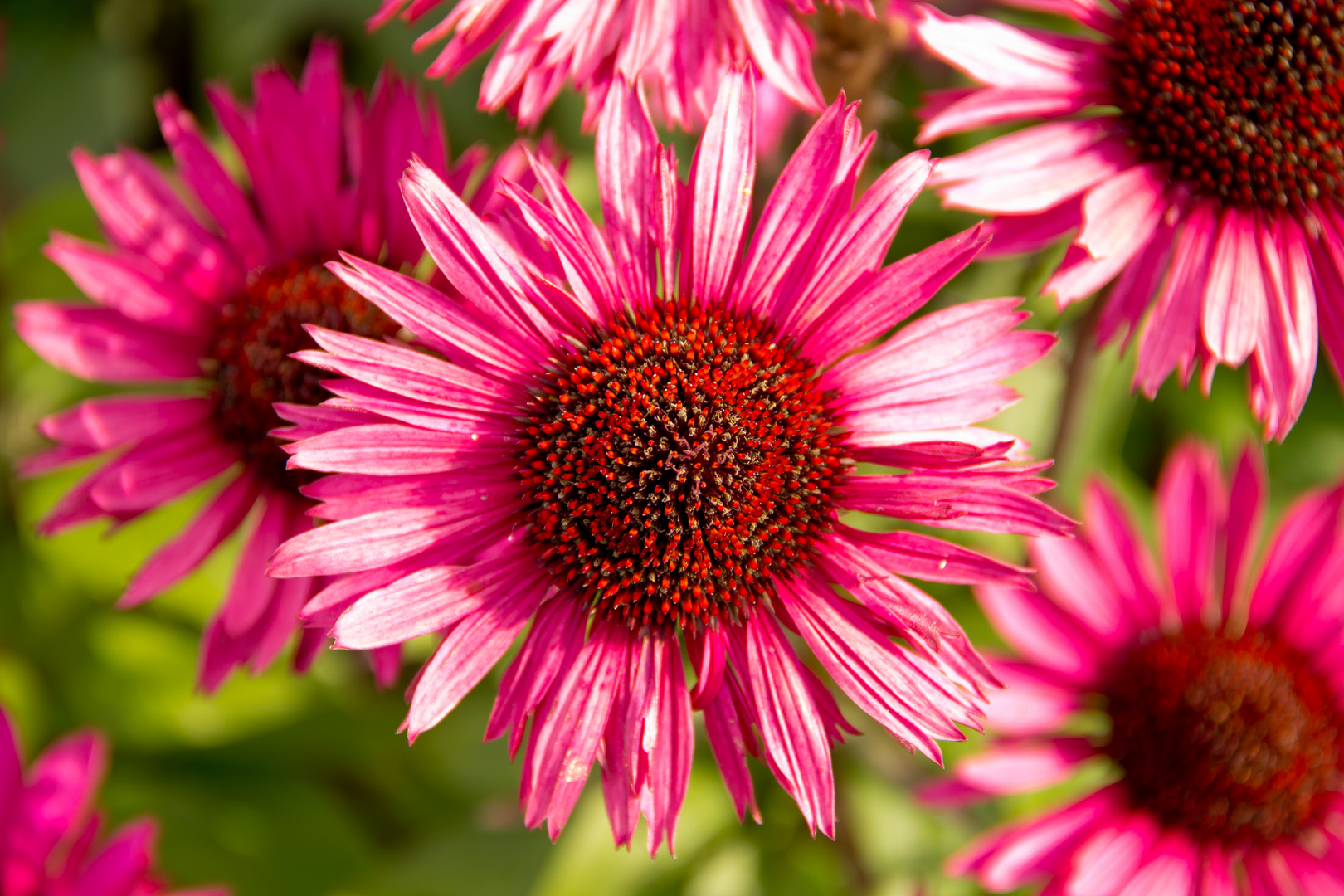 Echinacea