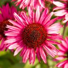 Echinacea