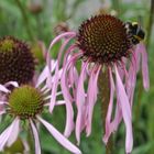 Echinacea