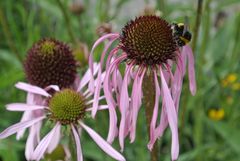 Echinacea