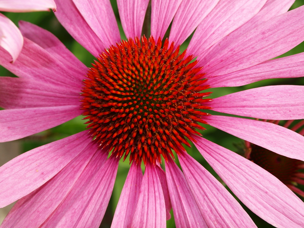 Echinacea