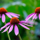 Echinacea