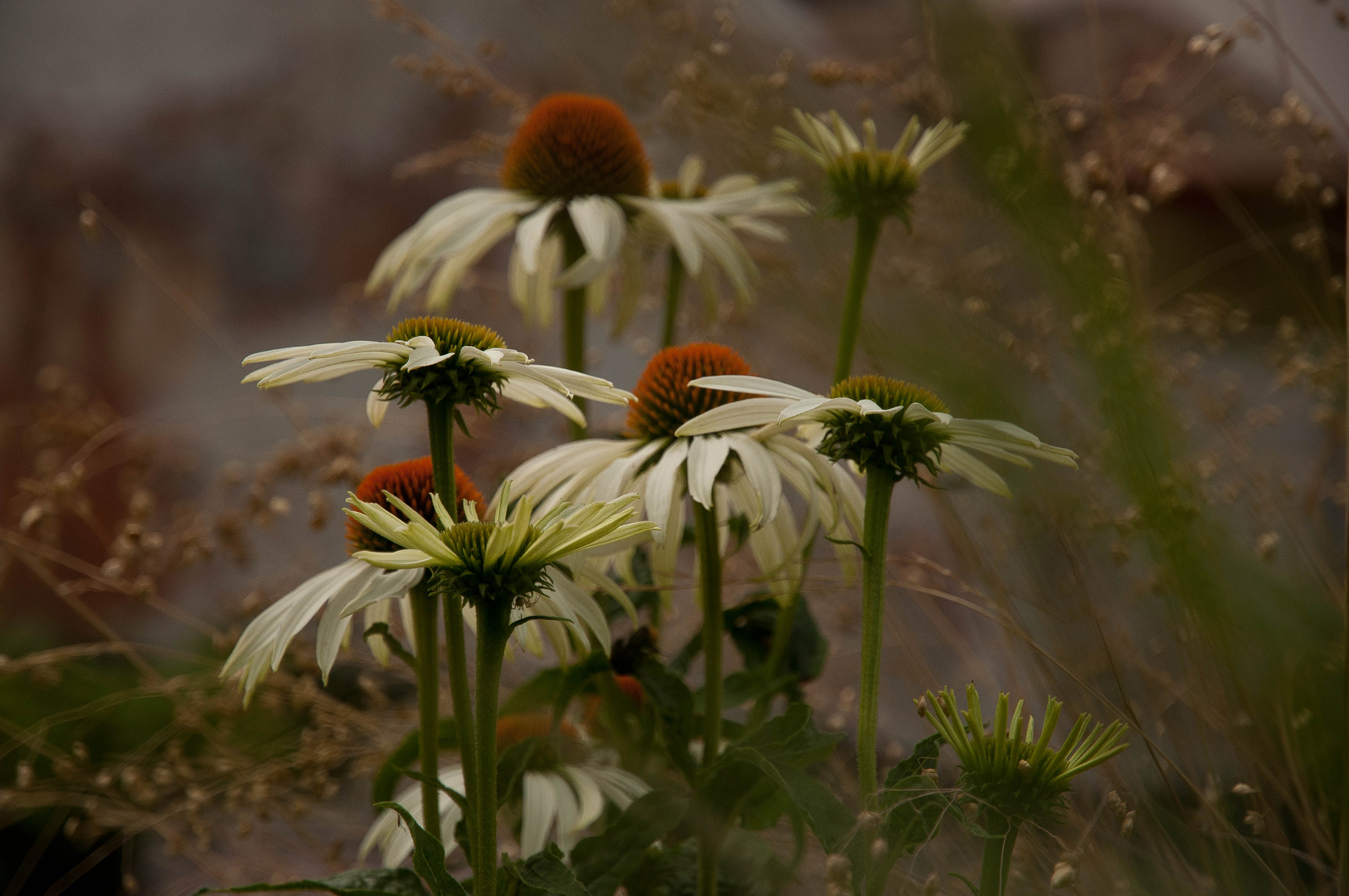 echinacea