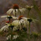 echinacea