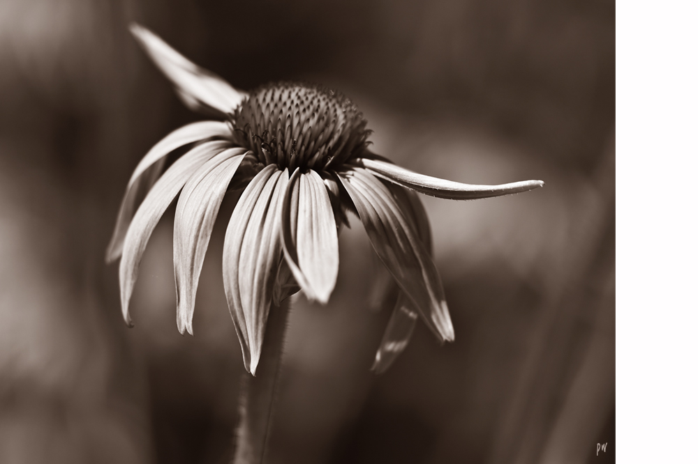 Echinacea...