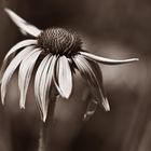 Echinacea...