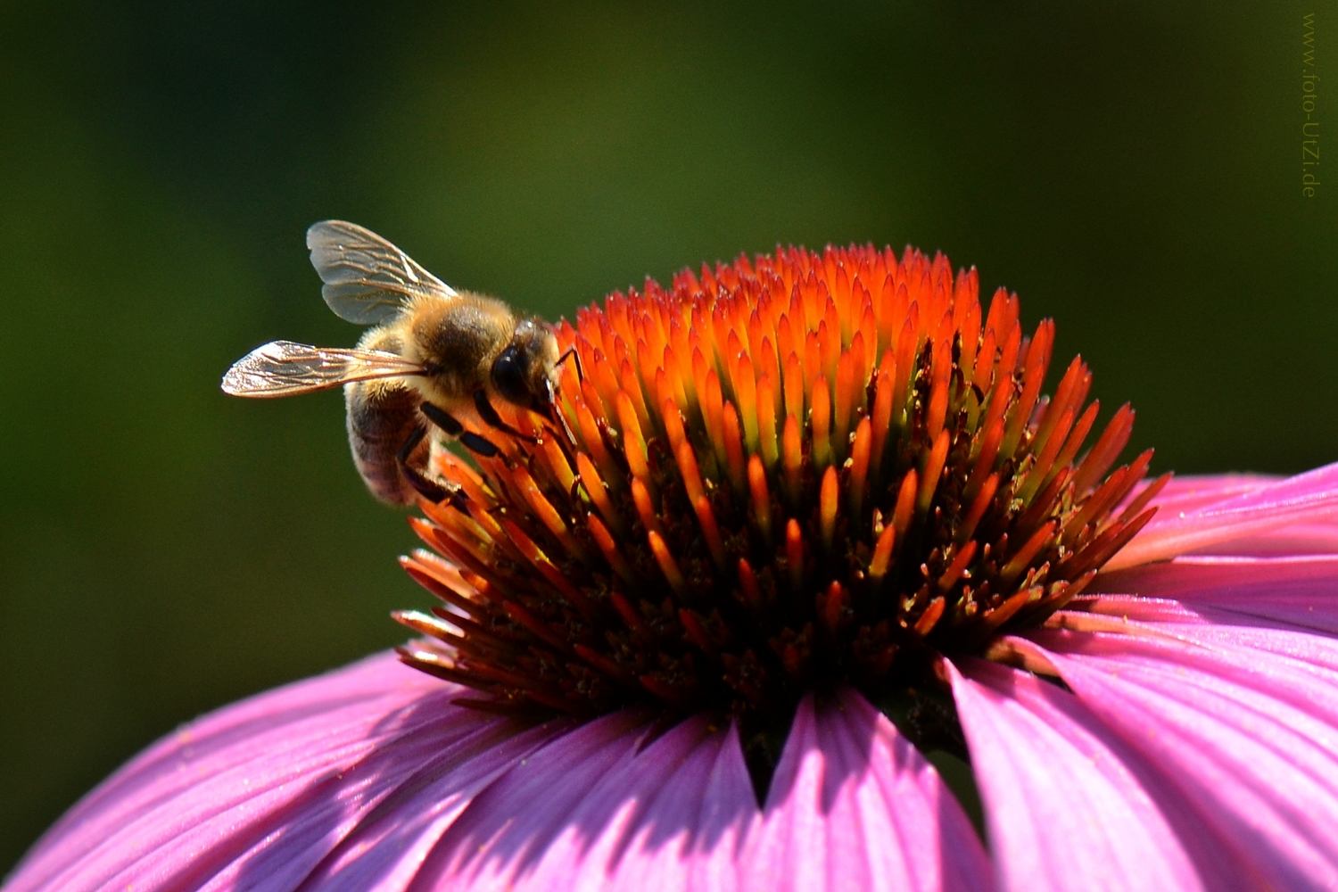 Echinacea