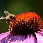 Echinacea