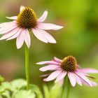 Echinacea