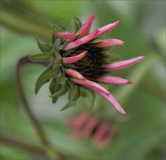 Echinacea