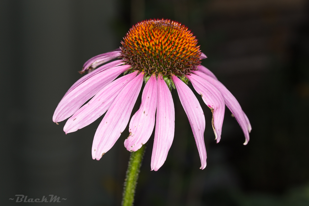 Echinacea